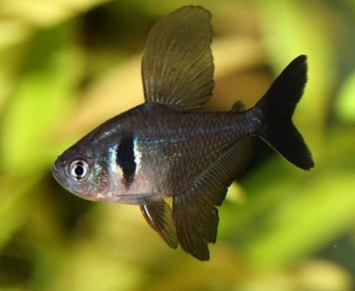 Фантом Чёрный, L